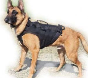 dog fitness vest